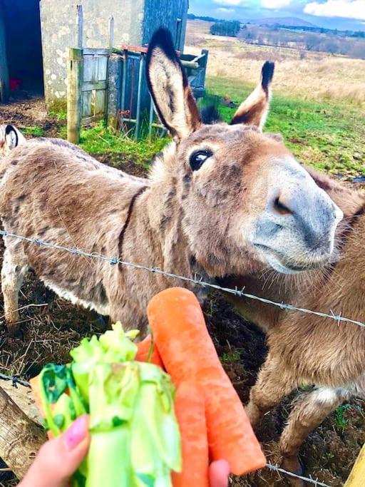 The Cosy Farm Cottage, Donegal Inver エクステリア 写真