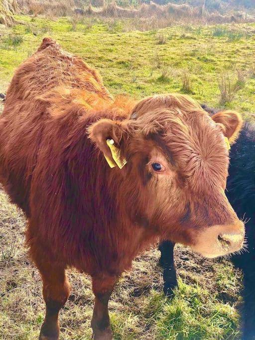The Cosy Farm Cottage, Donegal Inver エクステリア 写真